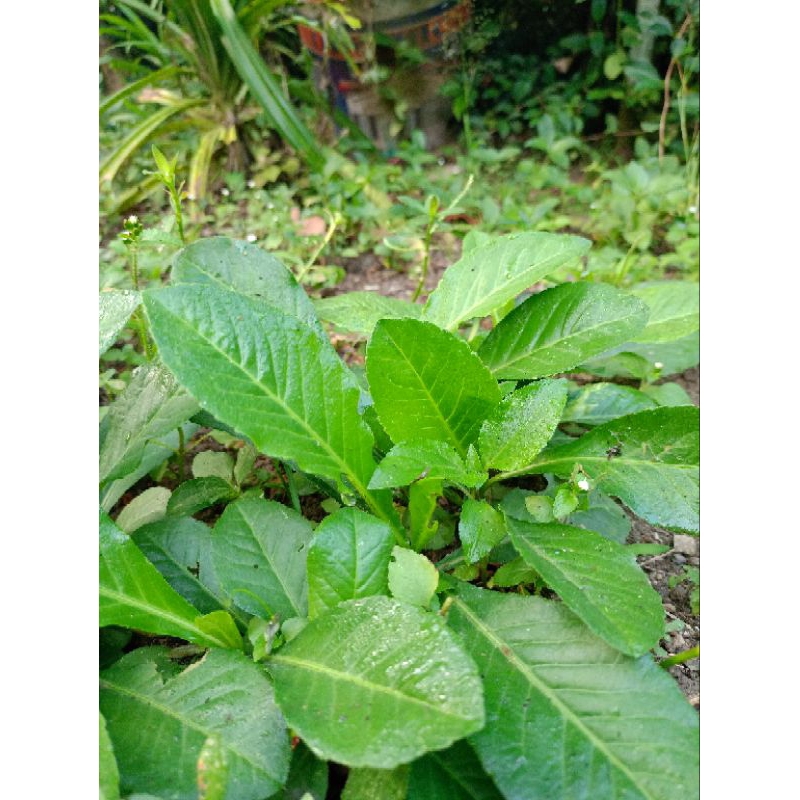 

HERBAL DAUN TAPAK LIMAN 100 lembar