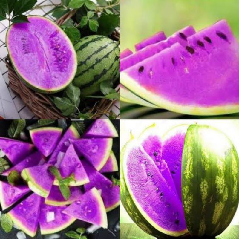 PROMO 15 Biji Benih Bibit Tanaman Semangka Ungu F1 Import