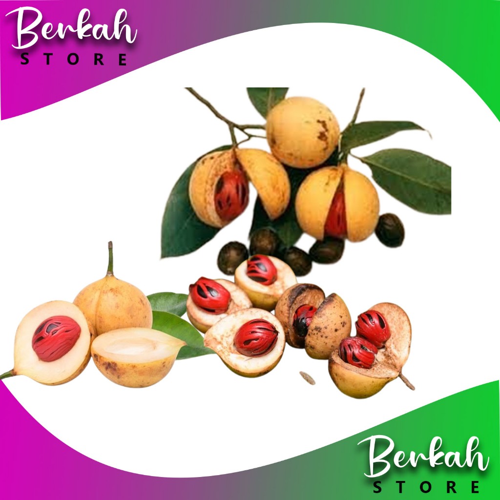 

Buah Pala Segar 1 kg Fresh Langsung Petik