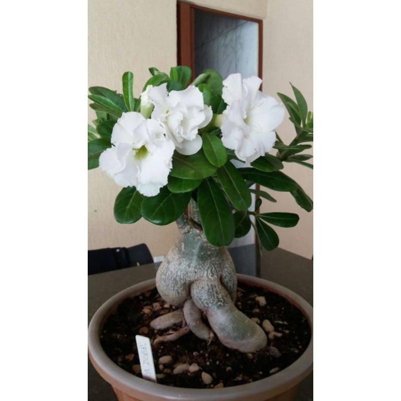 Promo Murah COD bibit bonsai adenium bunga putih - adenium bunga putih - bonsai