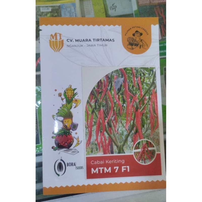 benih cabai keriting Mtm 7 f1