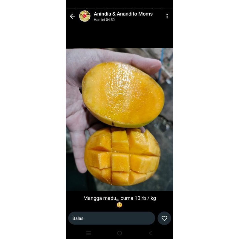 

mangga madu