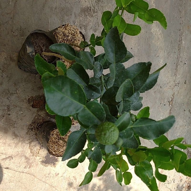 

Tanaman Pohon daun Jeruk purut