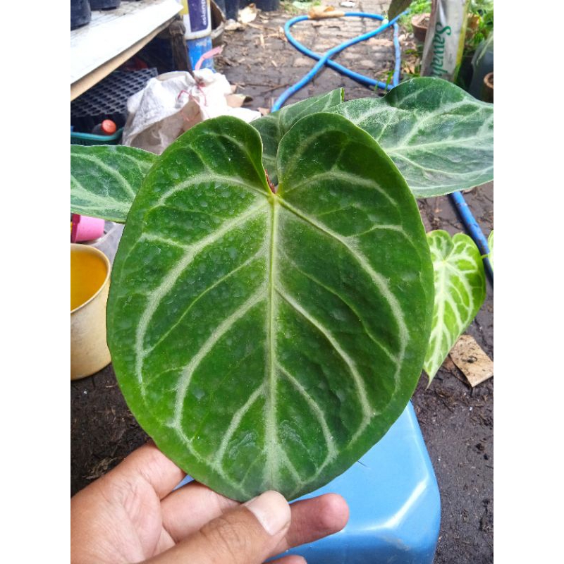 anthurium dorayaki silver