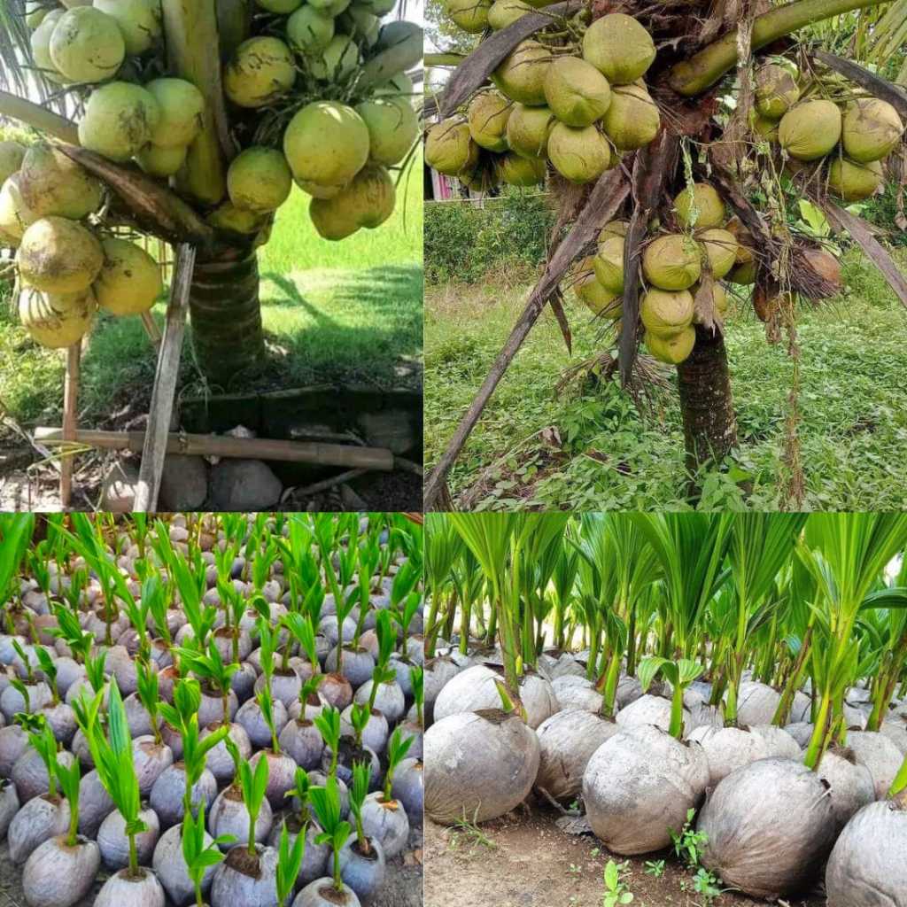 Bibit Kelapa Pendek,Bibit Kelapa Entok Kebumen ,Bibit Kelapa Hibrida Terdekat