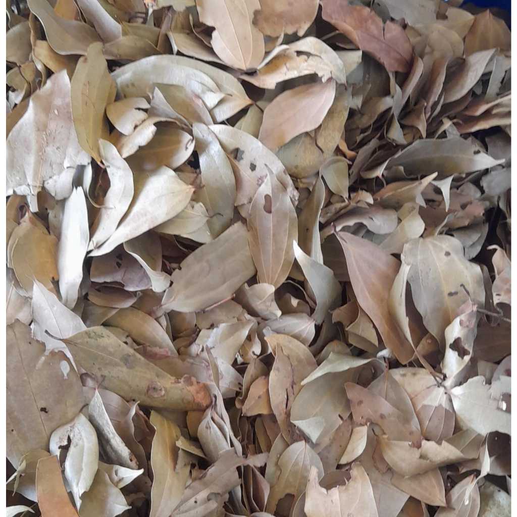 

DAUN KAYU MANIS ORGANIK HERBAL YU TI 50 GRAM