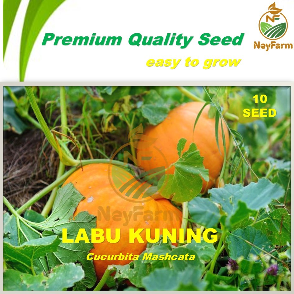Benih Labu Kuning Benih Biji Buah Labu Kuning 10 biji Unggul Berkualitas