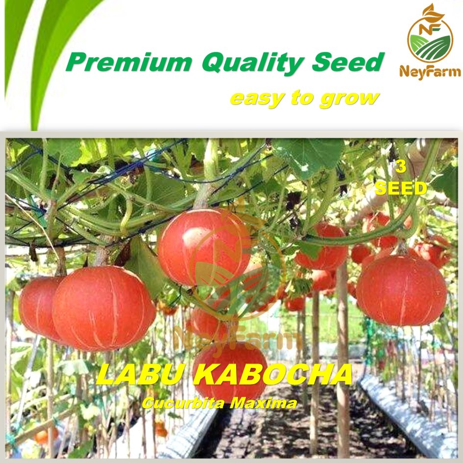 Benih Labu Kabocha Benih Biji Buah Labu Kabocha 3 Biji Unggul Berkualitas