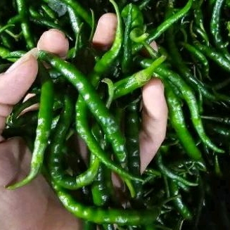 

cabe ijo keriting 250gr 500gr 1kg