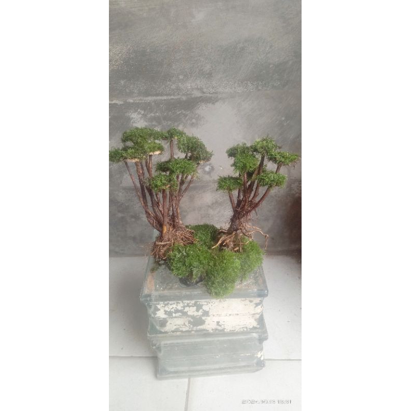 bonsai beringin aquascape