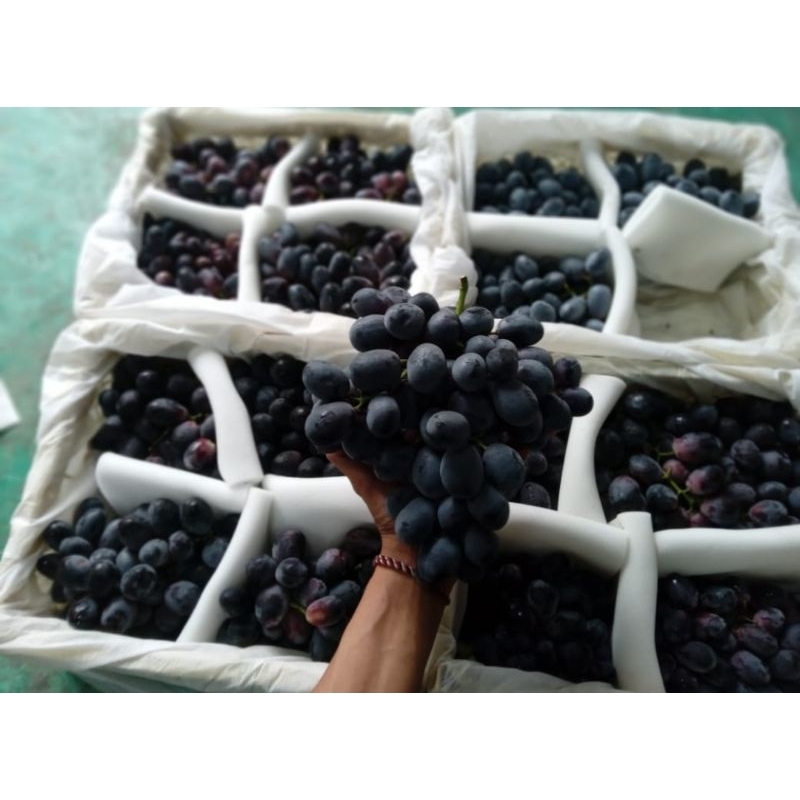 

buah anggur hitam seedles 1 dus isi 5 kg / buah anggur midnight beauty seedles 1 dus isi 5kg