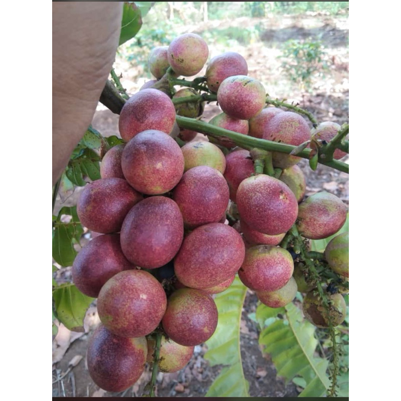 

buahmatoabuahtigarasabuahperpaduan