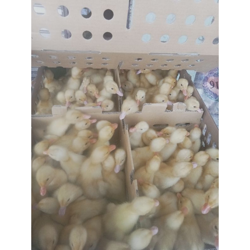 bibit bebek peking/pedaging superr
