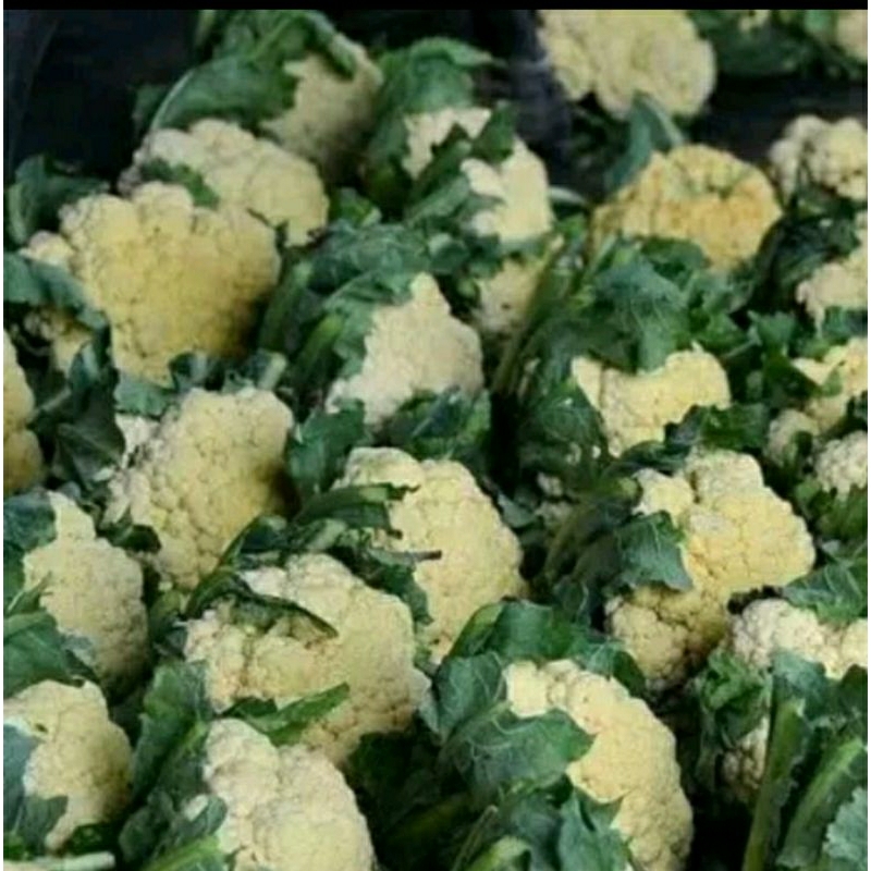 

Kembang Kol Rp.9.000 / 500gr. Fresh & Segar langsung dari petani