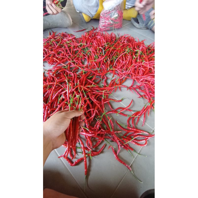 

Sayuran Cabai Merah Keriting Capsicum annuum L.