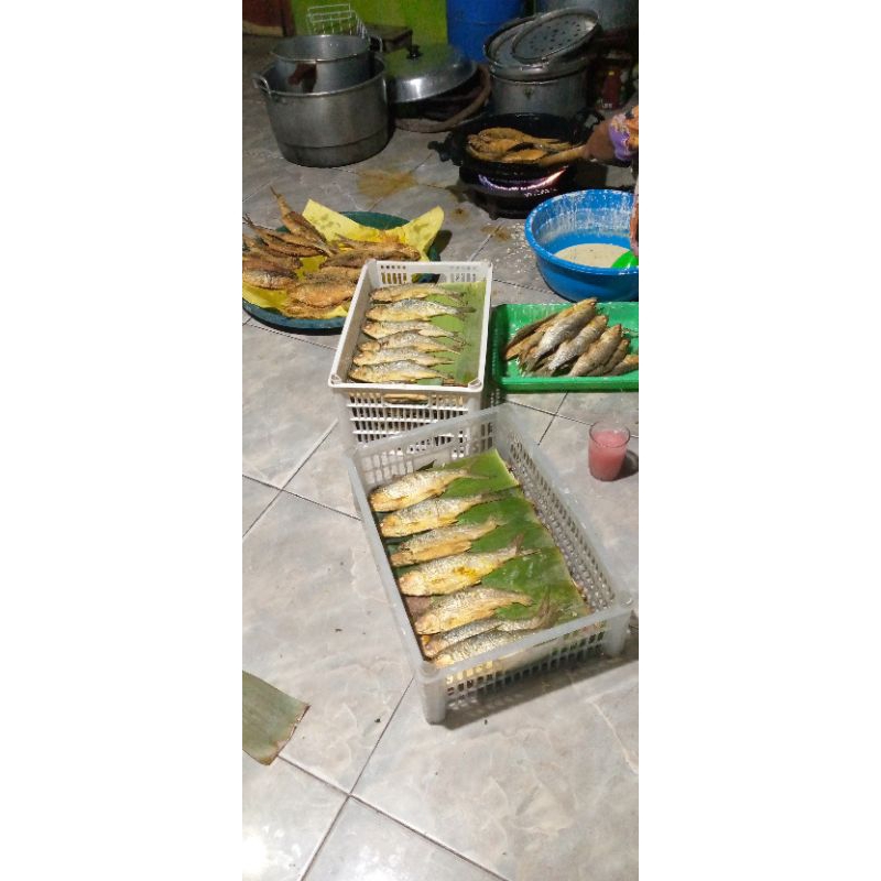 

Bandeng duri lunak