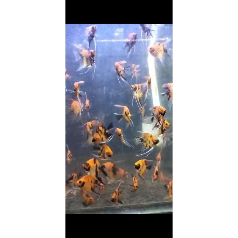 manfish red devil