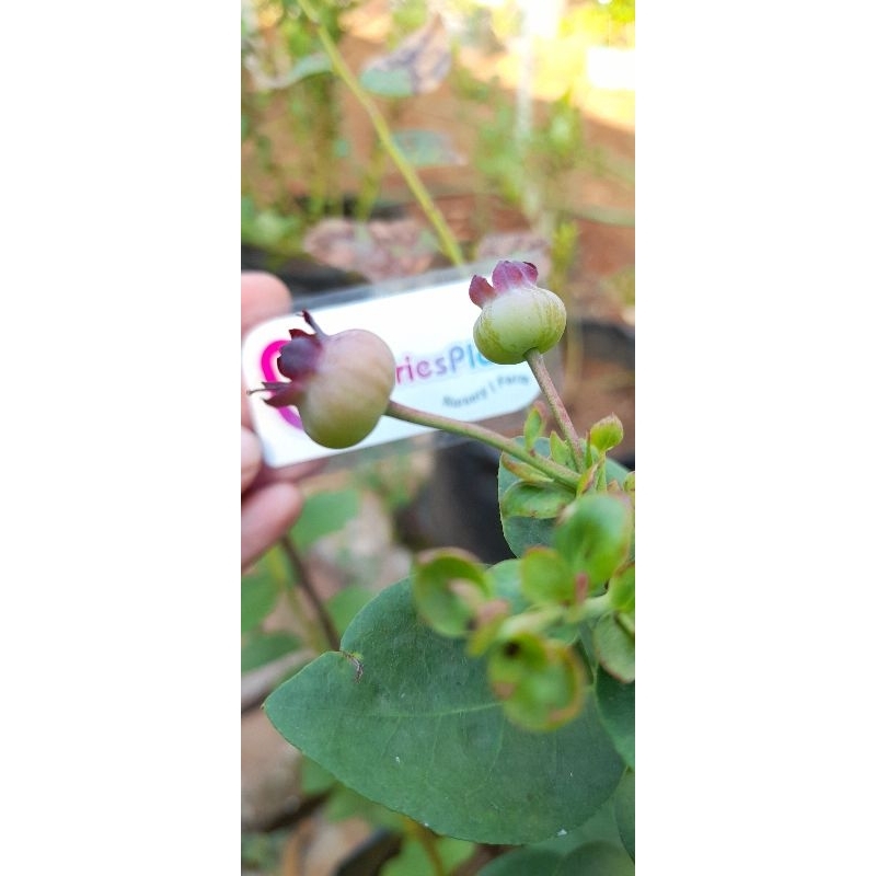 Bibit Blueberry Australia Jumbo