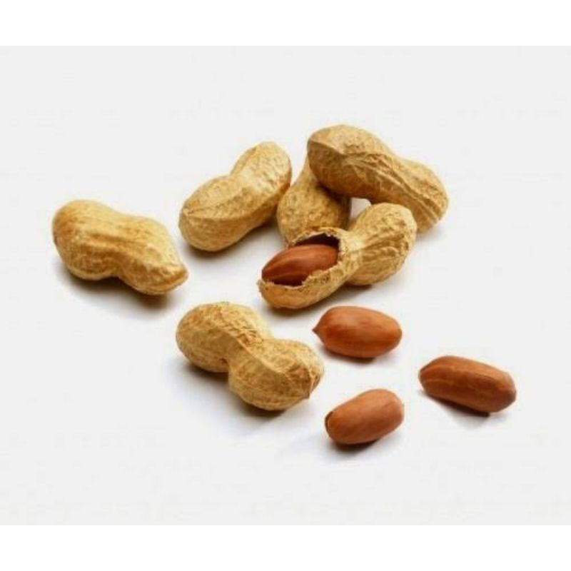 

kacang3saudara