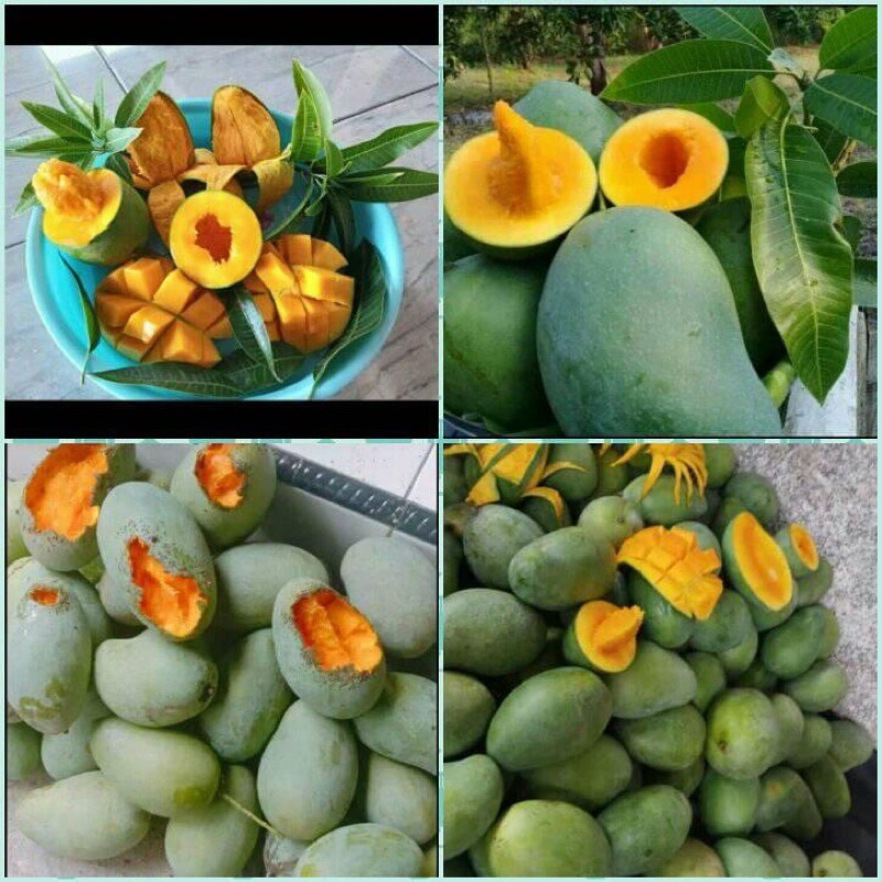 

5 Kg - 10 Kg mangga alpukat Bangil Pasuruan maniss