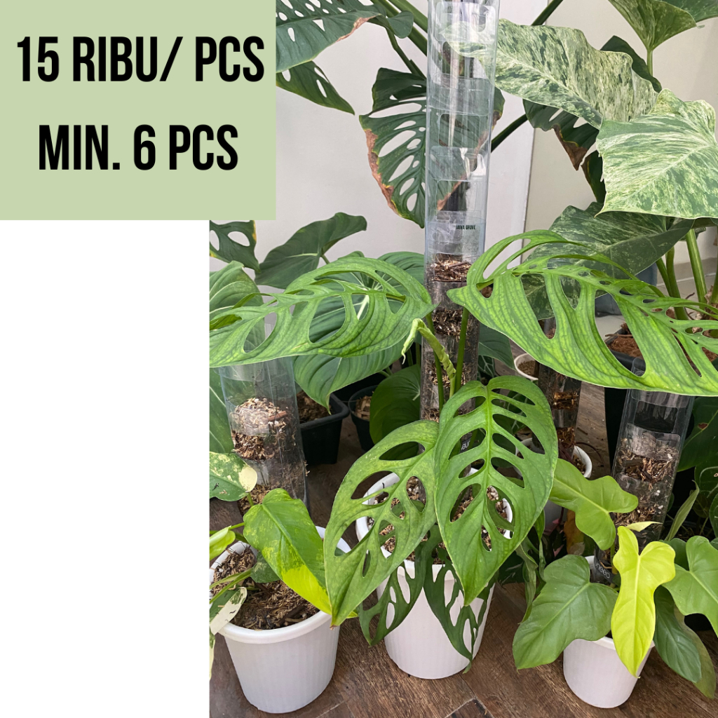 10 pcs TurusTetik / Turus Plastik Mika Bening Mica / Moss pole TURUS ESTETIK