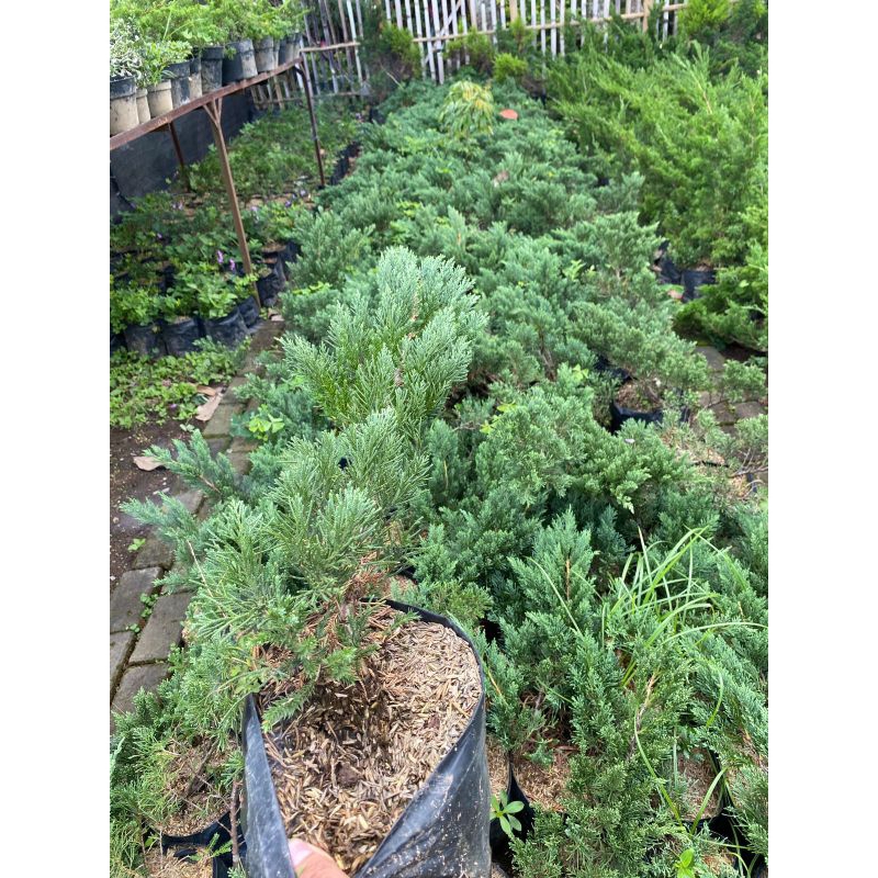 Tanaman Cemara Sinensis Blue