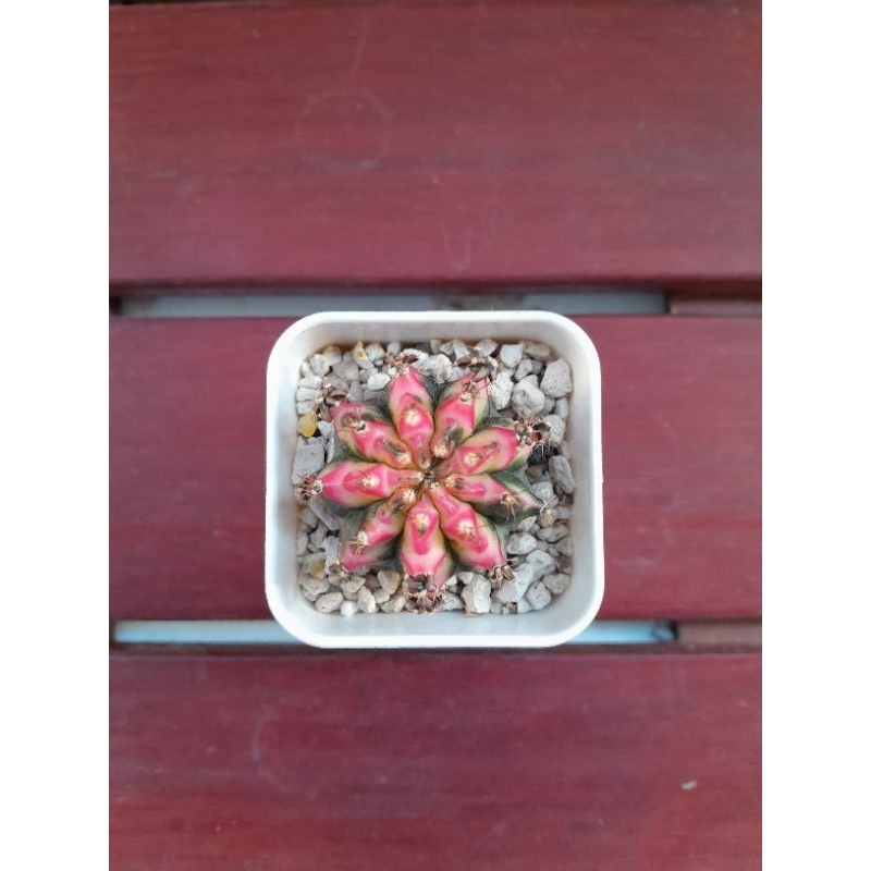 kaktus gymno seedling hybrid induk multicolor