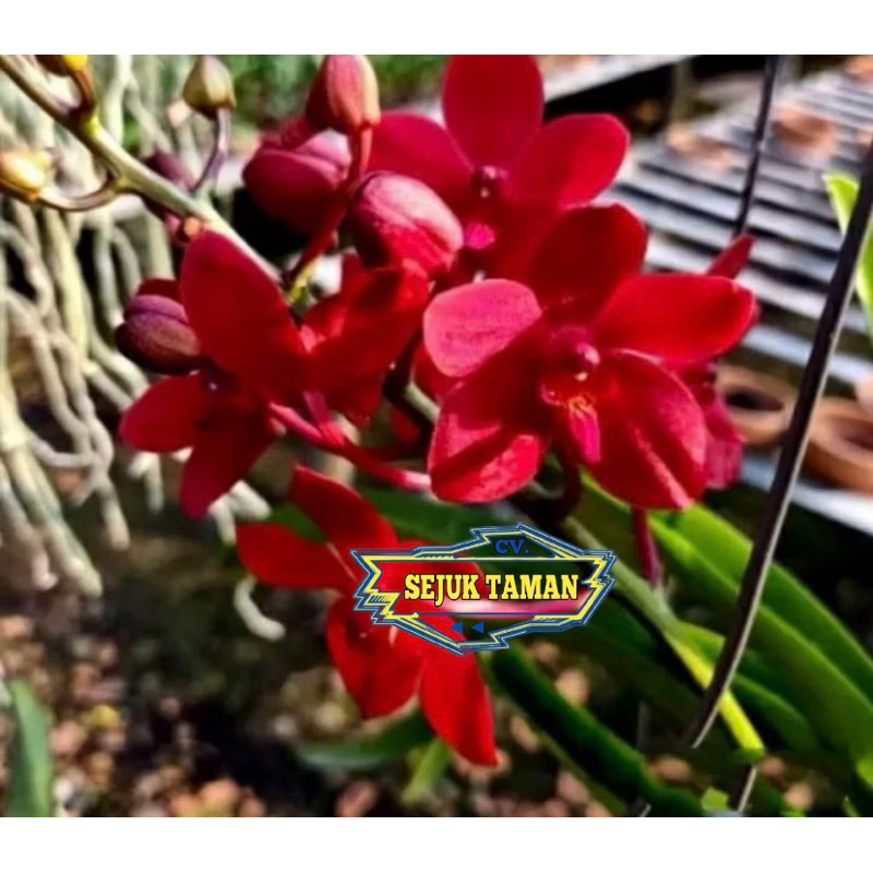 Anggrek dendrobium dewasa bunga merah