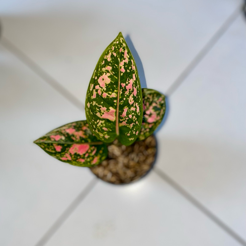 Aglaonema Ruby compacta