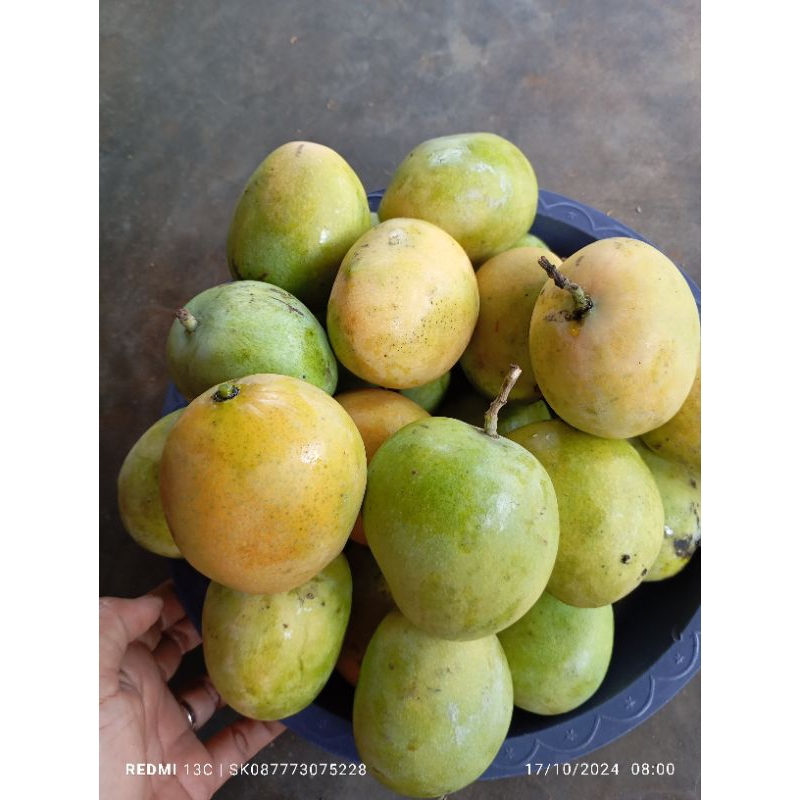 

mangga ongso
