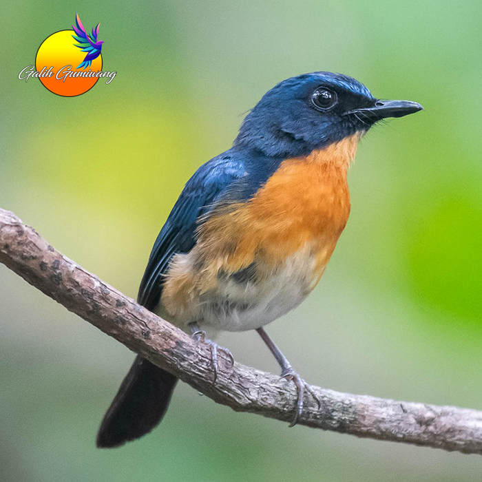 Burung Tledekan Bakau Jantan