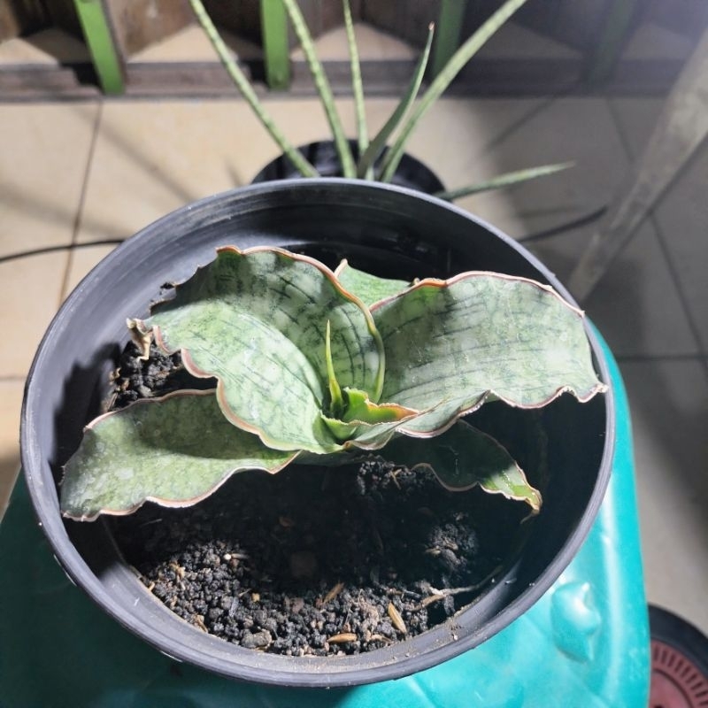 Sansevieria Silver Blue