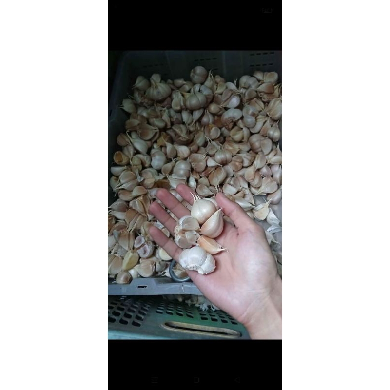 

bawang putih 2kg