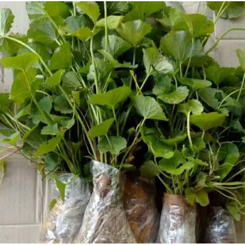 

promo Bibit Benih Antanan paket 10 pohon Pegagan Segar Herbal Obat tadisional / lalapan sunda