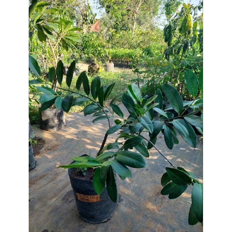 

Sawo black sapote rimbun