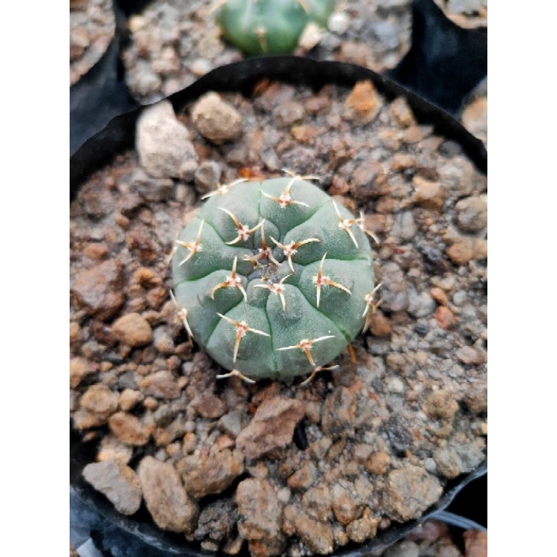 Kaktus Gymno vatteri dari biji / Gymnocalycium vatteri seedling