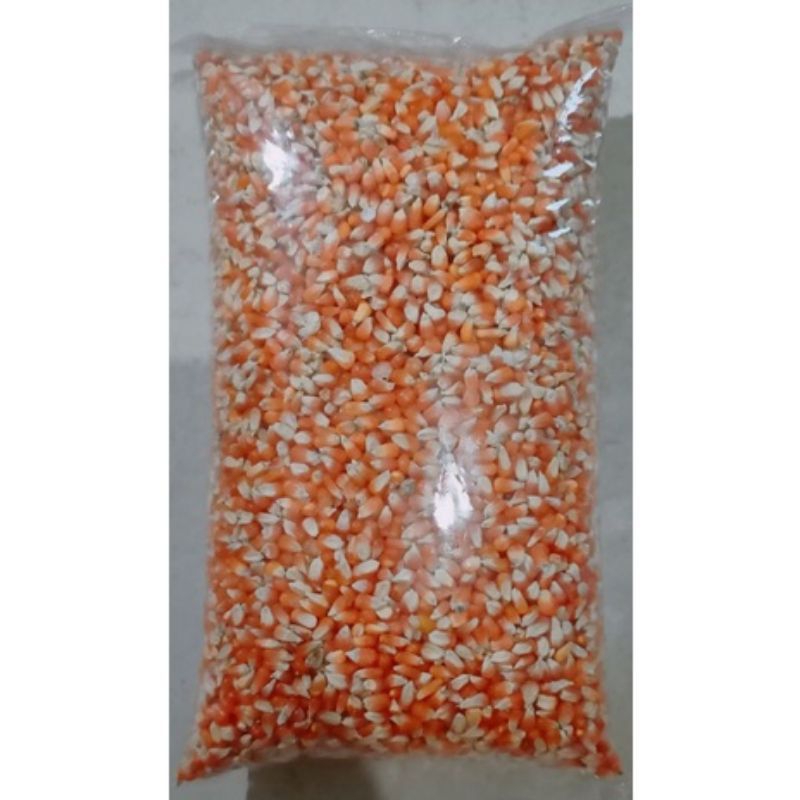 Jagung pakan burung merpati