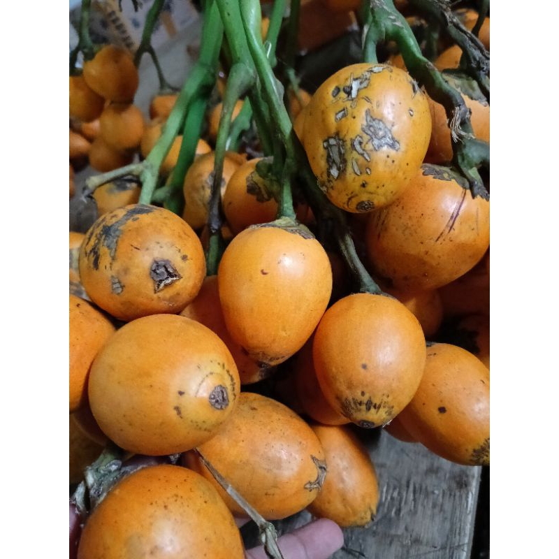 

BUAH PINANG TUA 1 KG FRESS SIAP KONSUMSI ATAU PEMBIBITAN