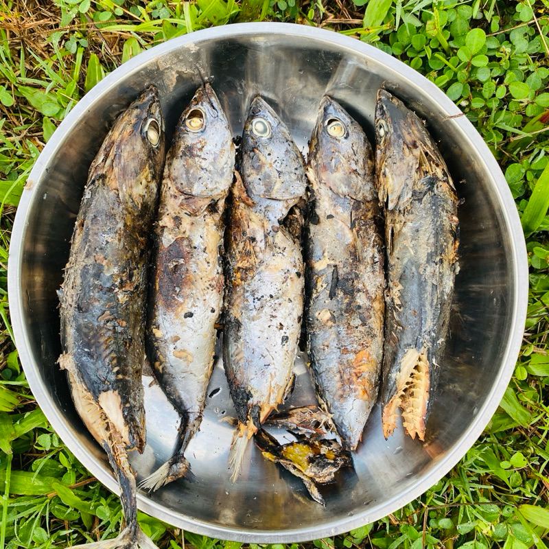 

Ikan Tongkol Asap Homemade Fresh Asli Padang Enak & Tanpa Pengawet - Organik