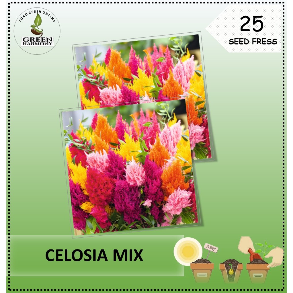 Bibit Benih Bunga Celosia Mix
