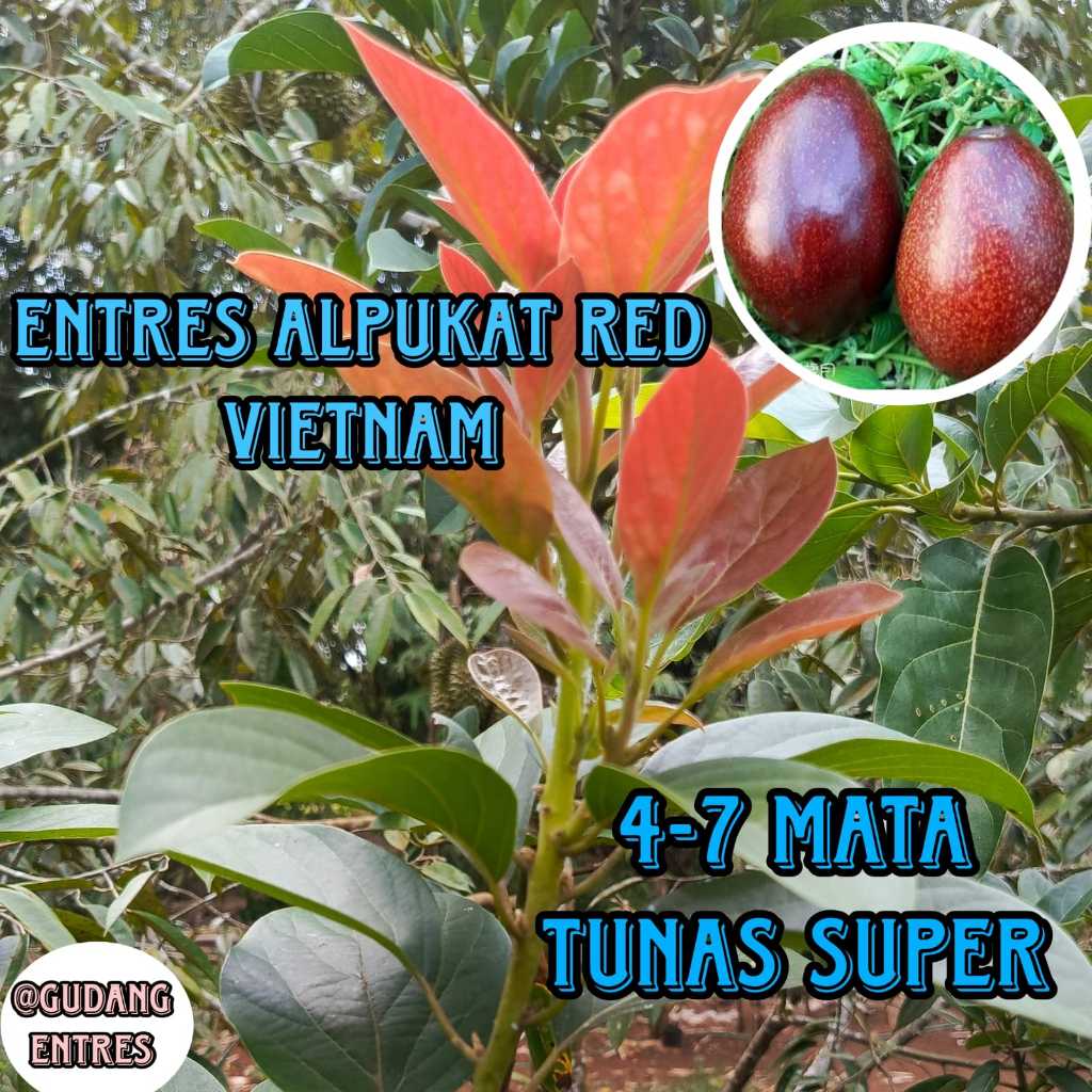 Entres Alpukat Red Vietnam Asli Berkualitas