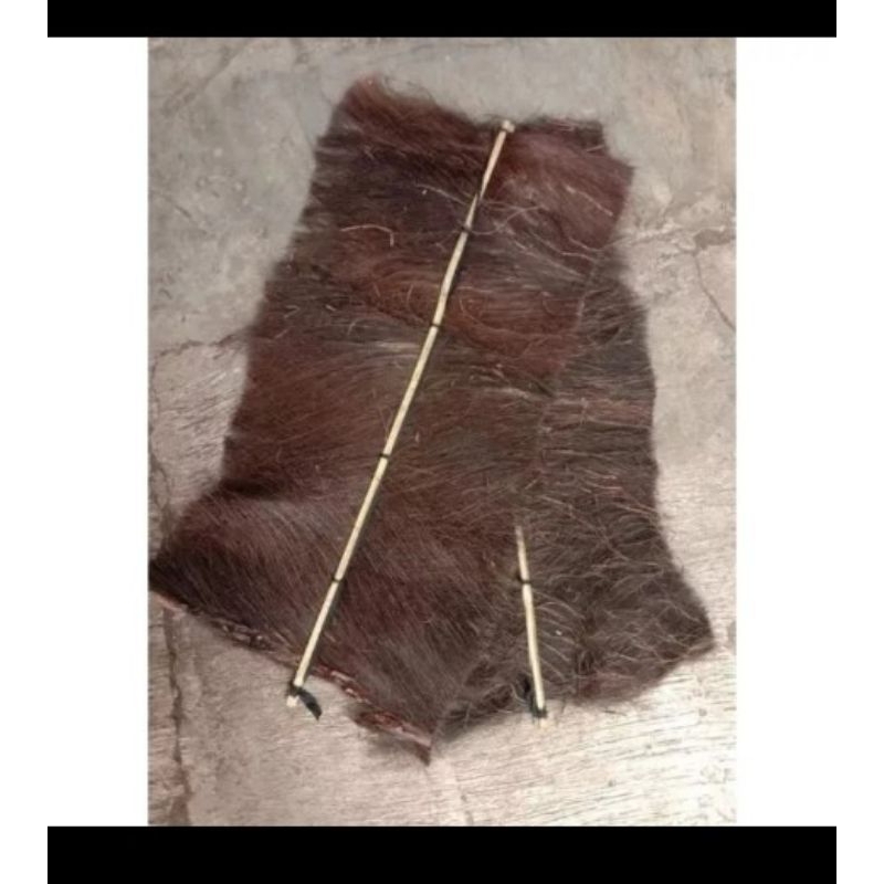 Ijuk Kakaban Tempat ikan Bertelur