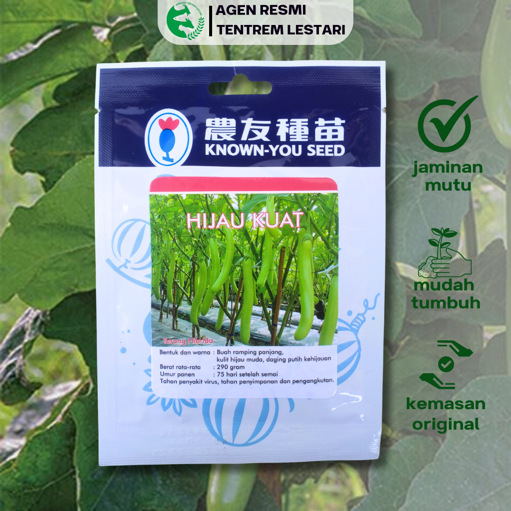 Benih Terong Hijau Hibrida HIJAU KUAT 5 gr Known You Seed Tahan Virus & Tahan Simpan