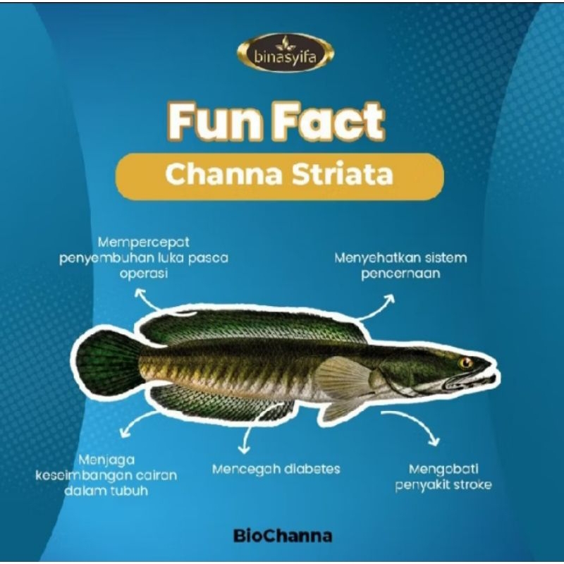 

ekstrak ikan gabus Biochanna