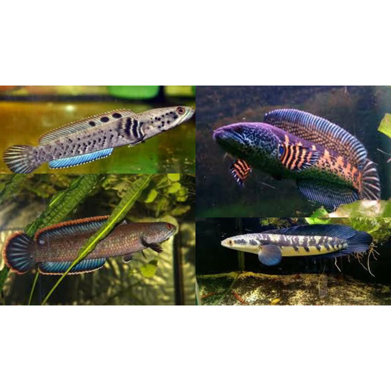 Channa jackpot Auranti, YS size 5 cm no striata