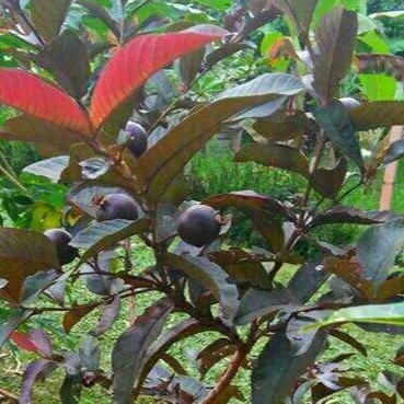 BIBIT TANAMAN HIAS JAMBU BIJI MINI // JAMBU KERIKIL HITAM AUSTRALIA BERBUNGA COCOK UNTUK BONSAI