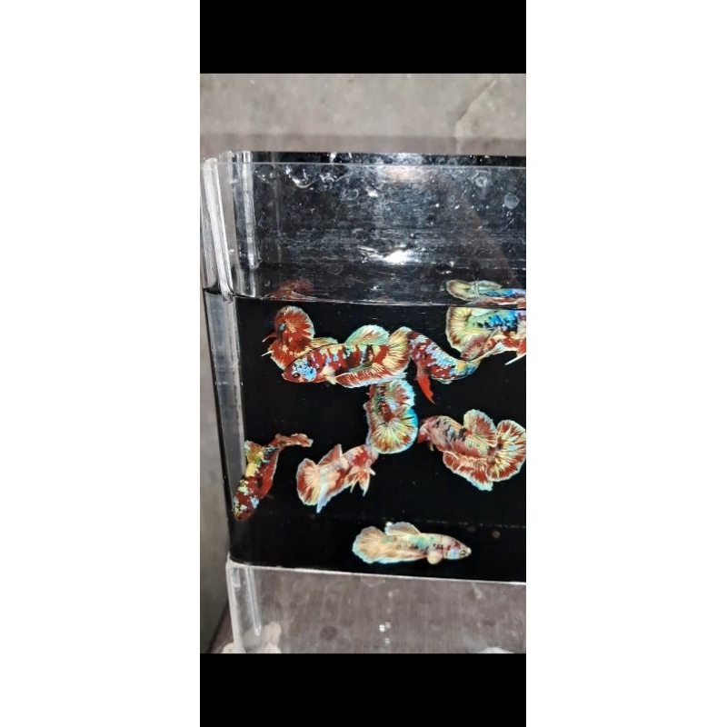 10 MALE  CUPANG BARONGSAI