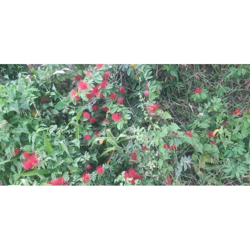 

bunga buah