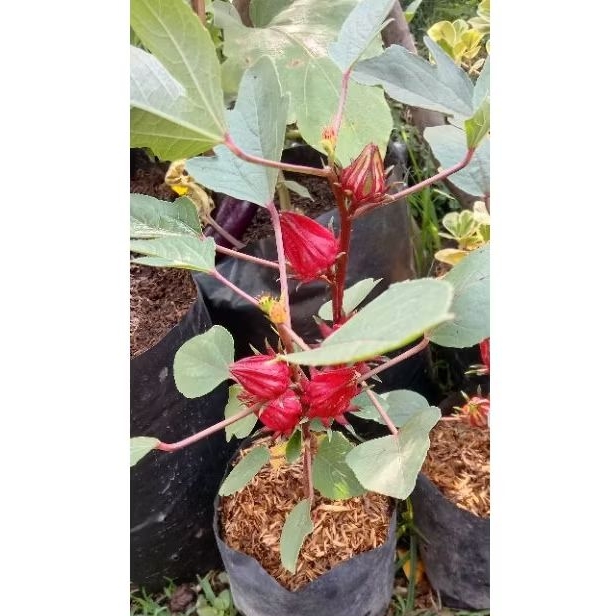 Rosella, Bibit Tanaman Obat Rosella