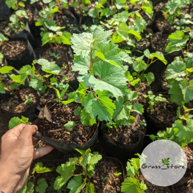 Bibit Anggur Merah - Pohon Anggur red master - Tanaman cepat berbuah